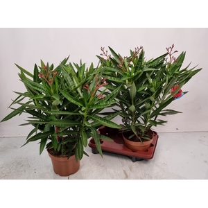 NERI OLEANDER