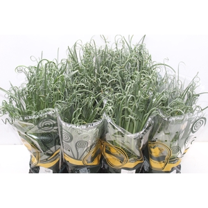 ALBUCA SPIRALIS P14 SEM FLOR