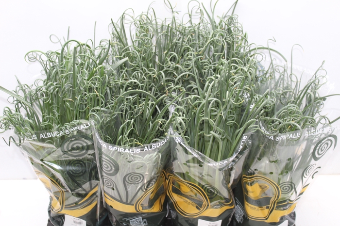 <h4>ALBUCA SPIRALIS P14 SEM FLOR</h4>