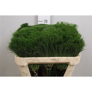 Cyperus Papyrus