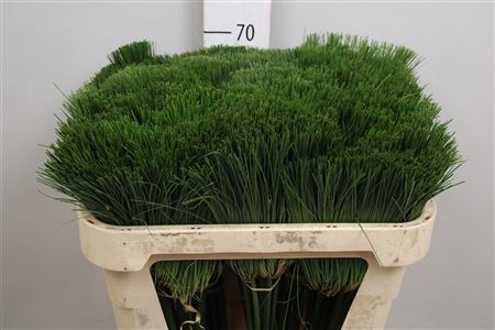 <h4>Cyperus Papyrus</h4>