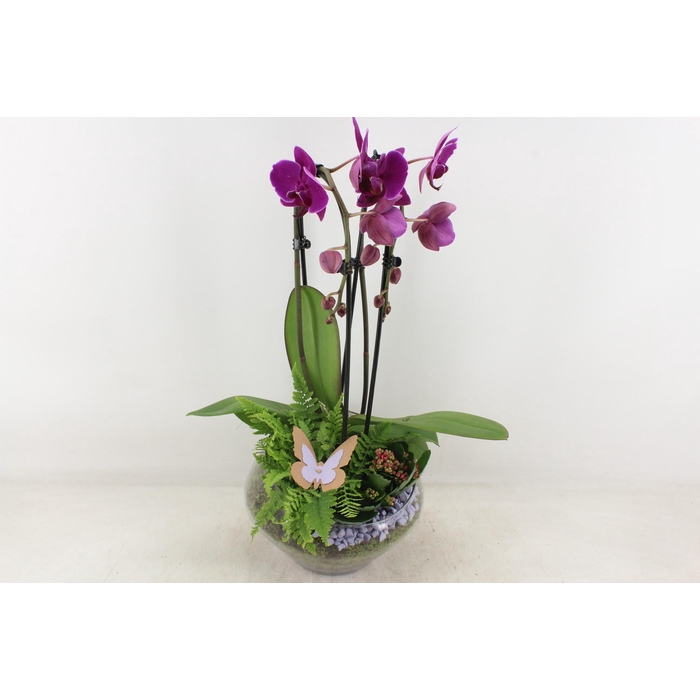 <h4>Arr2 Pl - Glas Olay Phal Lila</h4>