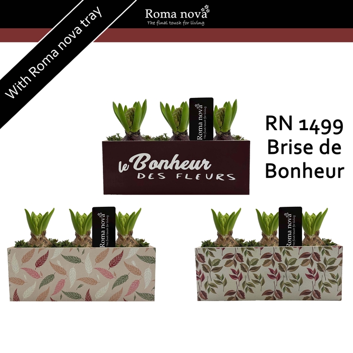 <h4>Hya Rom 1499 Brise de Bonheur</h4>