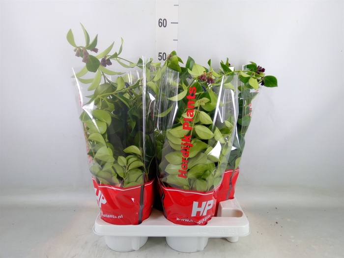 <h4>Aeschynanthus  'Mona Lisa'</h4>