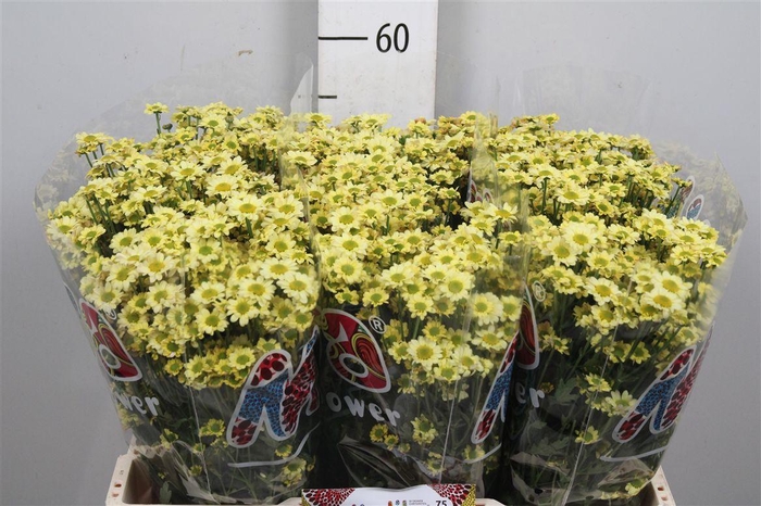 Chr S Mad Nyaka Crea