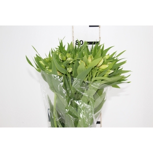 ALSTROEMERIA PRESTIGE 080 CM BRANCO