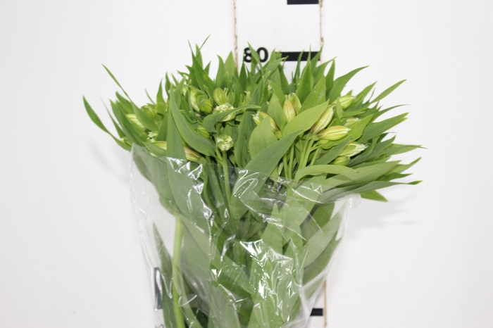 <h4>ALSTROEMERIA PRESTIGE 080 CM BRANCO</h4>