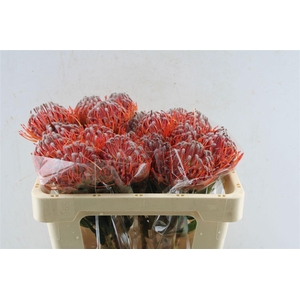 Leuco Scarlet Ribbon