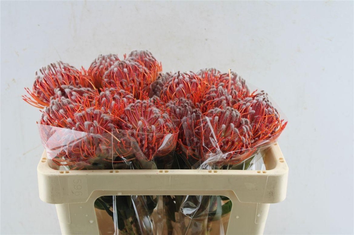 <h4>Leuco Scarlet Ribbon</h4>