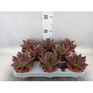 Echeveria   ...
