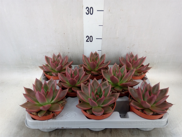 <h4>Echeveria   ...</h4>