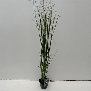 'Panicum' Northwind