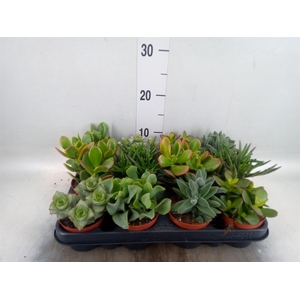 Crassula ...mix