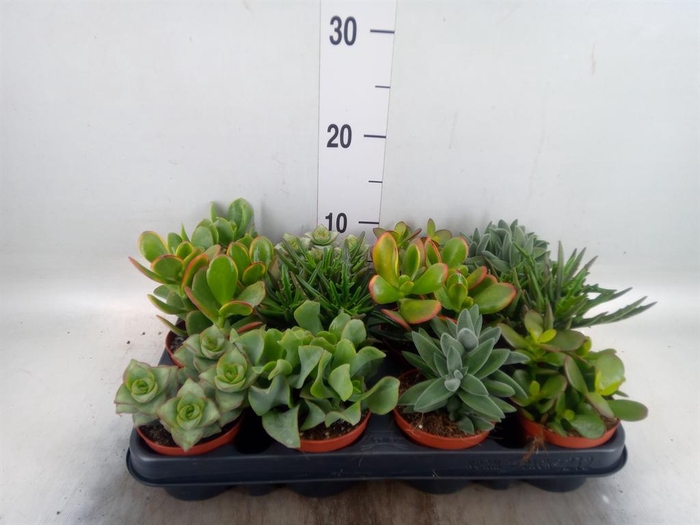 <h4>Crassula ...mix</h4>