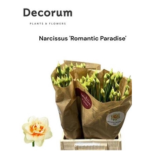 Narc Du Romant Parad