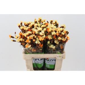 Di Solomio YellowOrange Tinted