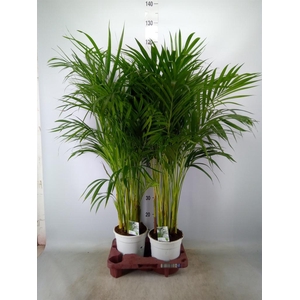 Dypsis lutescens   ...Chrysalidoca