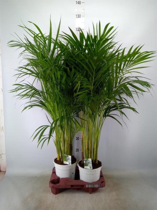 <h4>Dypsis lutescens   ...Chrysalidoca</h4>