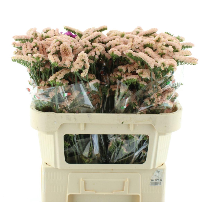 <h4>Limonium Sinuatum Apricot Sun Birds</h4>