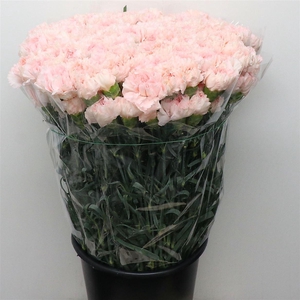 Di St Maruchi Light Pink