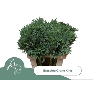 Brass Crane King