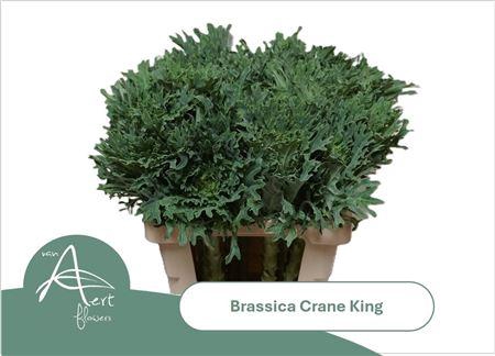 <h4>Brass Crane King</h4>