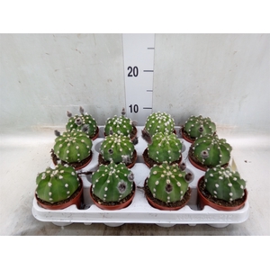 Echinopsis oxygona
