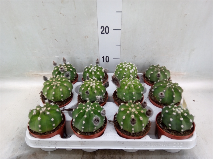<h4>Echinopsis oxygona</h4>