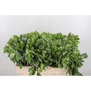Pittosporum Ilan