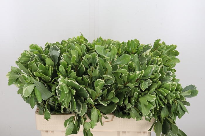 <h4>Pittosporum Ilan</h4>