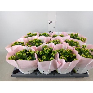 Kalanchoe   ...