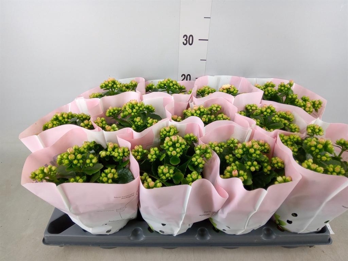 <h4>Kalanchoe ...</h4>