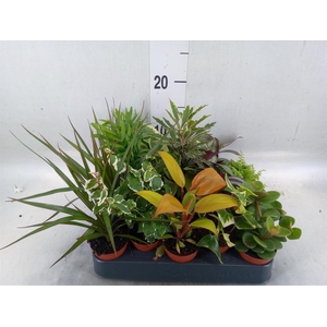 Planten  ..mix