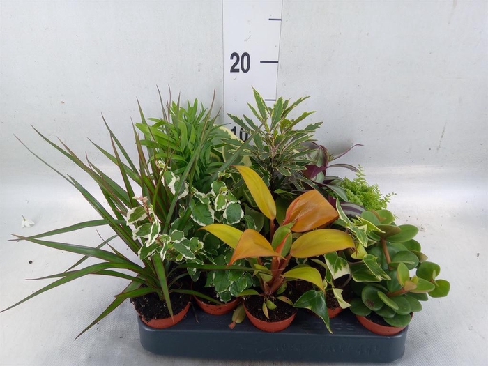 <h4>Planten  ..mix</h4>