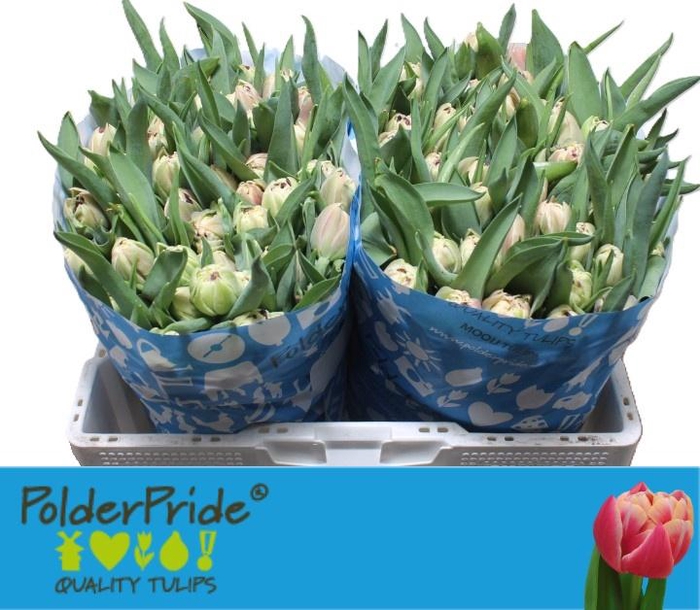 <h4>TU DU INNOCENCE</h4>