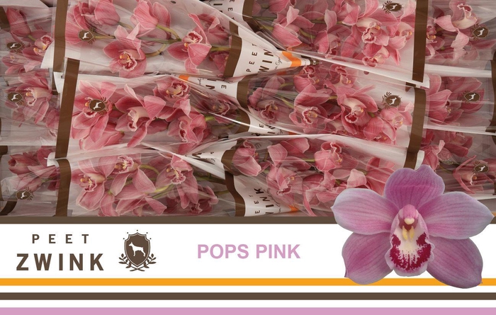 <h4>CYMB T PRETT IN PINK</h4>