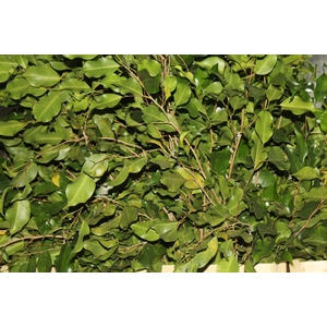 FOLHAGEM FICUS