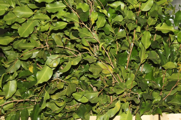 <h4>FOLHAGEM FICUS</h4>