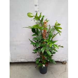 Philodendron pedatum