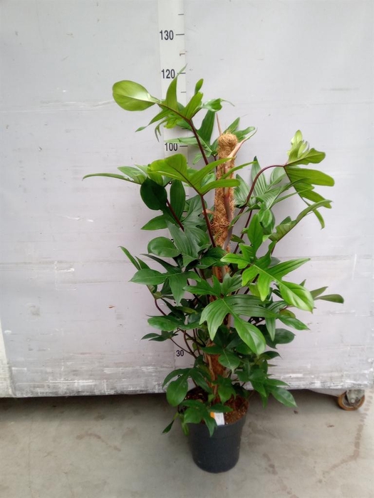 <h4>Philodendron pedatum</h4>