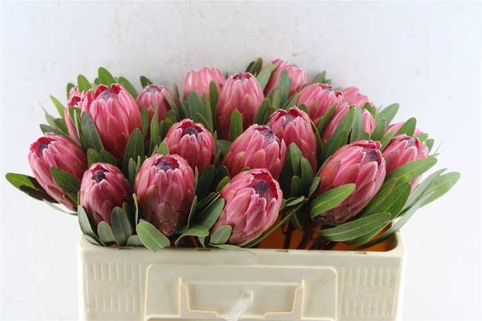 <h4>PROTEA LANCELOT</h4>