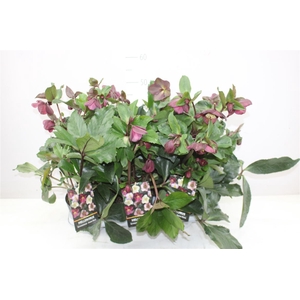 Helleborus Hgc Ice N Roses Bennotta