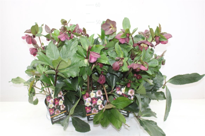 <h4>Helleborus Hgc Ice N Roses Bennotta</h4>