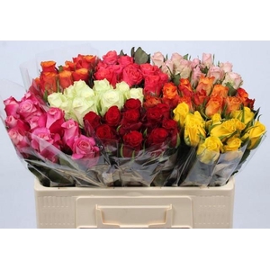 Rosa large mix in bucket