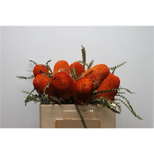 Banksia Speciosa Orange