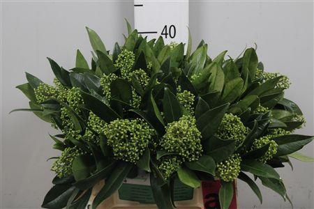 <h4>Skim C Kew Green Bs</h4>