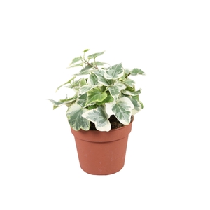 Hedera helix 'White Wonder'
