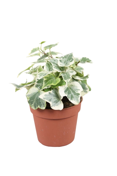 <h4>Hedera helix 'White Wonder'</h4>