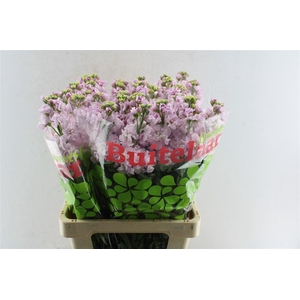 Matth Iron Light Pink
