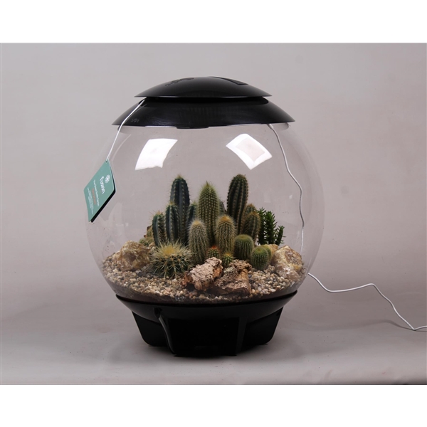 <h4>Terrarium XXL Exclusive zwart met Cactussen</h4>